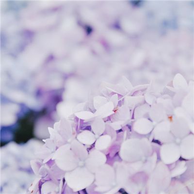 君主万岁官方版下载